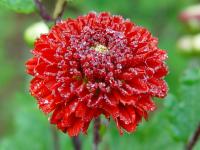 CHRYSANTHEMUM 'JULIE LA GRAVERE'