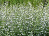 CALAMINTHA NEPETA ssp GLANDULOSA