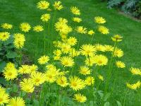 DORONICUM PLANTAGINEUM 'EXCELSUM'