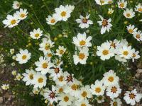 COREOPSIS ‘STAR CLUSTER’