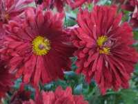 CHRYSANTHEMUM INDICUM 'OURY'