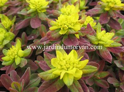 EUPHORBIA POLYCHROMA 'PURPUREA'