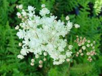 FILIPENDULA HEXAPETALA 'PLENA'