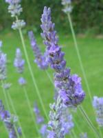 LAVANDULA INTERMEDIA 'DUTCH'