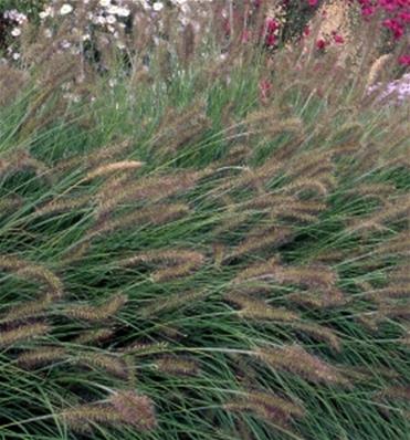 PENNISETUM ALOPECUROIDES 'HAMELN'