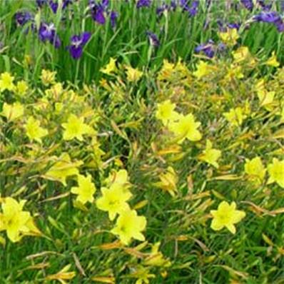 HEMEROCALLIS MULTIFLORUS CORKY