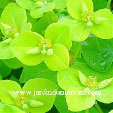 EUPHORBIA CORNIGERA 'GOLDENER TURM'