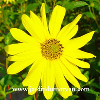 HELIANTHUS DECAPETALUS 'MONARCH'