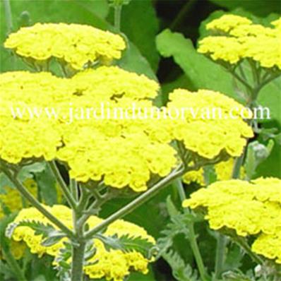 ACHILLEA X TAYGETEA 'MOONSHINE'