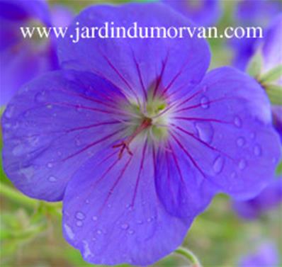 GERANIUM 'ORION'