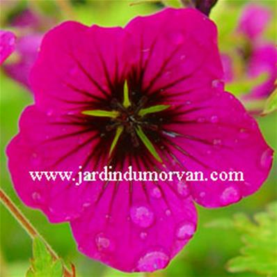 GERANIUM 'ANN THOMPSON'