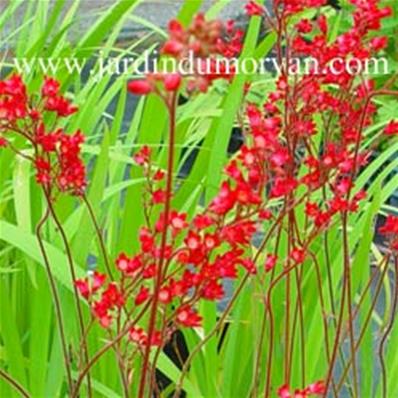 HEUCHERA BRIZOIDES 'RED PIMPERNEL'