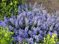 AJUGA X TENORII 'CHOCOLATE CHIPS'