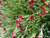 ANTENNARIA DIOICA RUBRA'