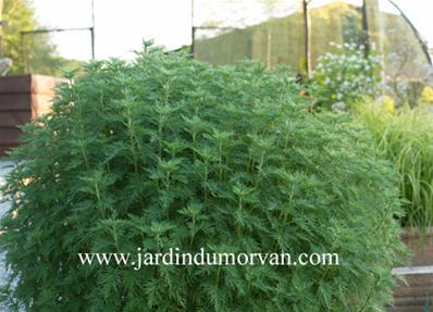 ARTEMISIA 'HAUSSERMANN'