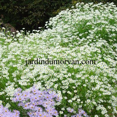 BOLTONIA ASTEROIDES 'SNOWBANK'