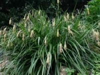 CAREX PENDULA