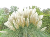 CALAMAGROSTIS BRACHYTRICHA