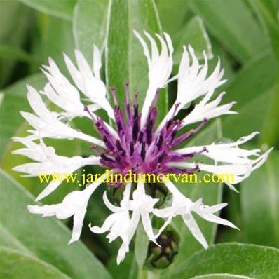 CENTAUREA MONTANA 'AMETHYST IN SNOW'