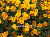 CHRYSANTHEMUM INDICUM 'BIENCHEN'