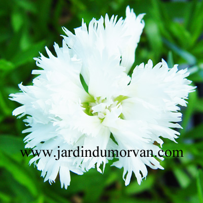 DIANTHUS 'MRS SINKINS WHITE'