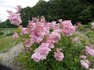 FILIPENDULA VENUSTA 'MAGNIFICA'