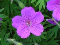 GERANIUM 'TINY MONSTER'