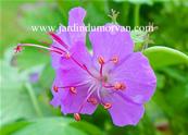 GERANIUM X CANTABRIGIENSE