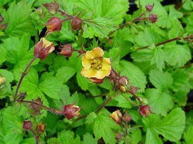 GEUM 'BEACH COTTAGE ABRICOT'