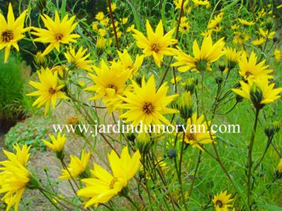 HELIANTHUS 'SALICIFOLIUS'