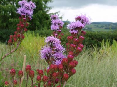 LIATRIS ASPERA