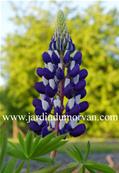 LUPINUS KASTELLAN'