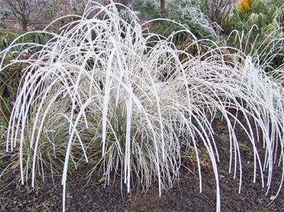 MUHLENBERGIA RIGENS