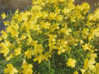 OENOTHERA 'AFRICAN SUN'