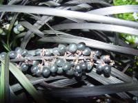 OPHIOPOGON PLANISCAPUS 'NIGRESCENS'