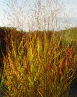 PANICUM VIRGATUM 'HANSE HERMS'