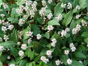 POLYGONUM TENUICAULE