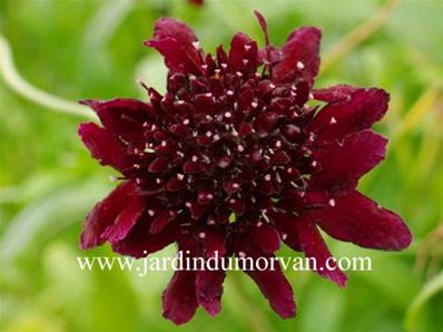 SCABIOSA ATROPURPUREA CHILI BLACK' (110)