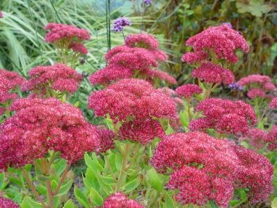 SEDUM 'AUTUMN FIRE'