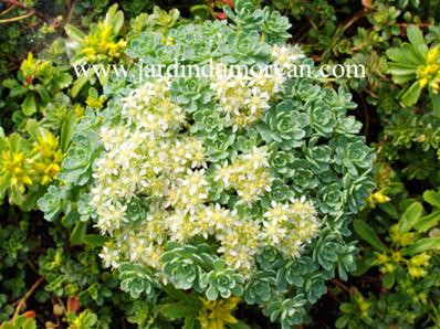 SEDUM PACHYCLADOS (104)