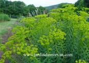 EUPHORBIA SEGUIERIANA ssp NICICIANA