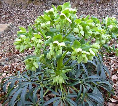 HELLEBORUS FOETIDUS