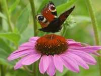 ECHINACEA PURPUREA RUBINSTERN - ECHINACEE POURPRE