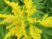 SOLIDAGO 'STRAHLENKRONE'