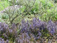 AJUGA X TENORII 'CHOCOLATE CHIPS'