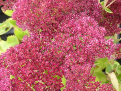 SEDUM 'AUTUMN JOY'