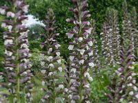 ACANTHUS SPINOSUS