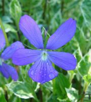 VIOLA CORNUTA