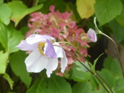 ANEMONE ‘WILD SWAN’