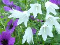 CAMPANULA RAPUNCULOIDES 'ALBA'